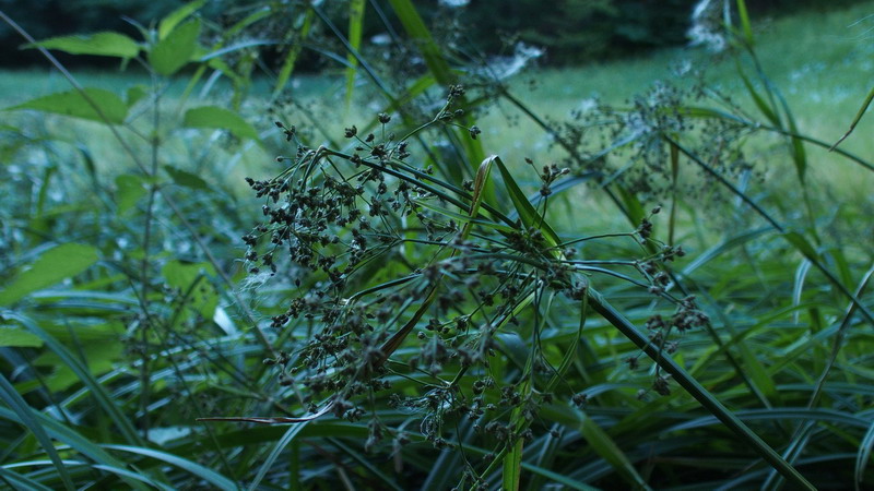 Scirpus sylvaticus (Cyperaceae)